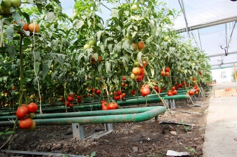 Eficientizare energetică pentru sporirea competitivităţii legumelor moldoveneşti
