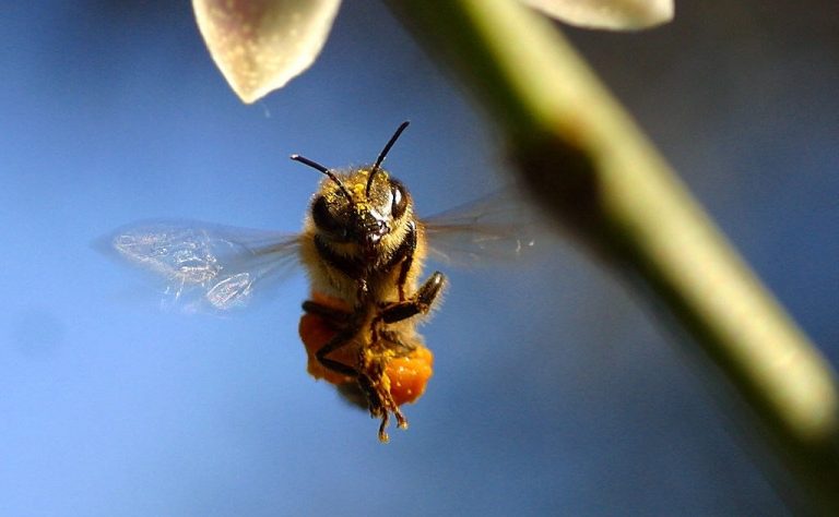 Procesul de înmulţire şi hrănire a albinelor