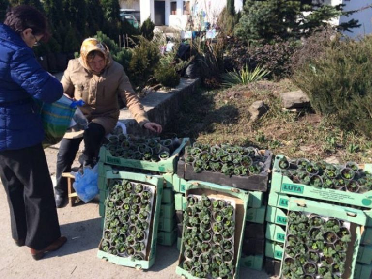 Familia Malai din Ruseștii Noi și afacerea lor cu căpșuni din soiul ˝Marmelad˝