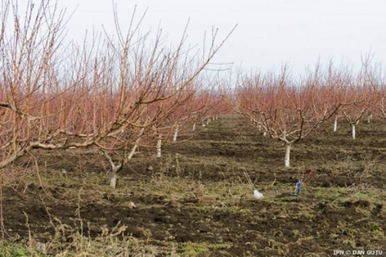 Recomandările MAIA privind măsurile de protecție a plantelor afectate de calamitățile naturale