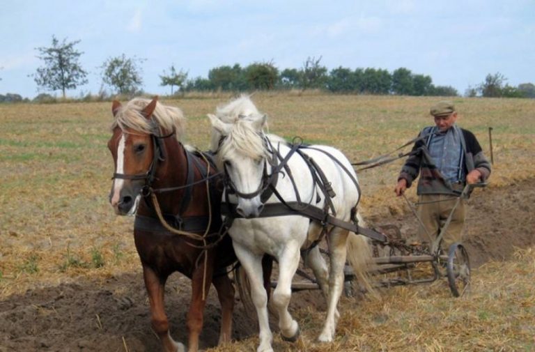 Un agricultor din Drochia nu renunţă la plugul tras de cai