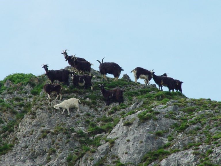 Ferma de capre de la poalele munților Pirinei