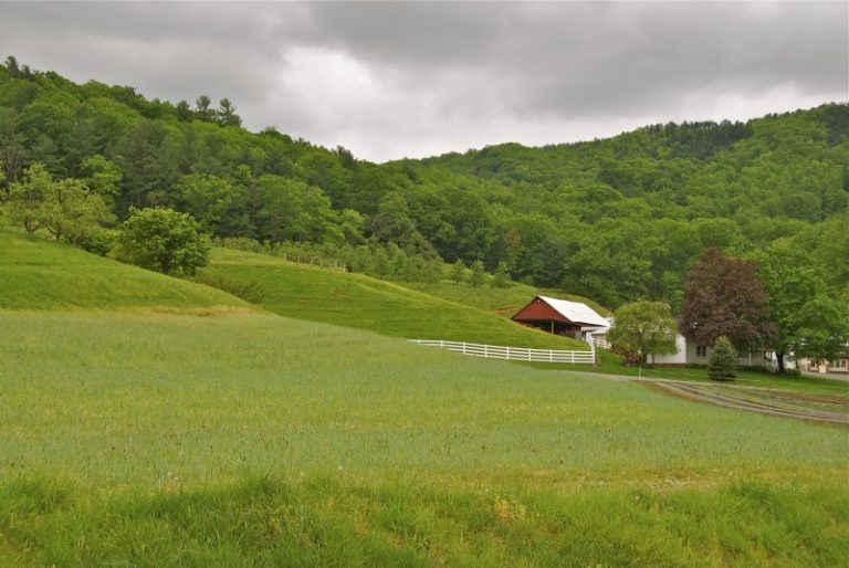 Ferma ecologică – afacerea viitorului în Moldova