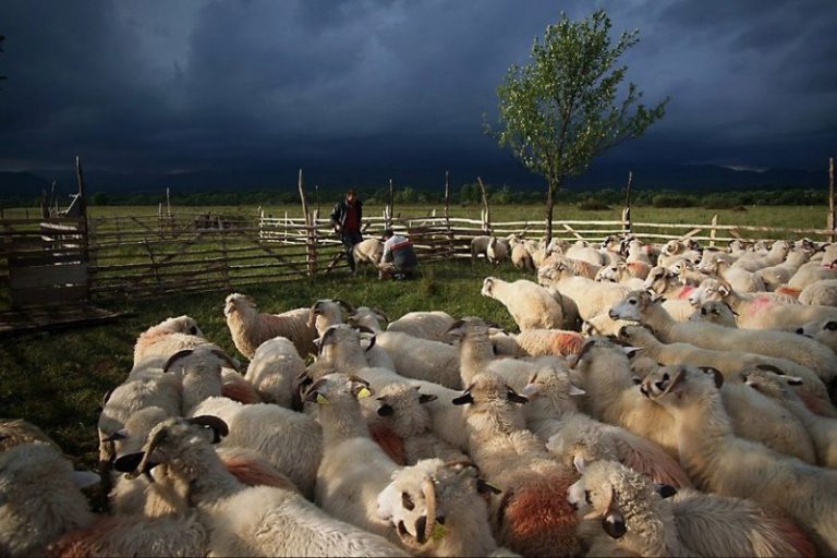 Stâna ecologică de la poalele munților Poiana Ruscă