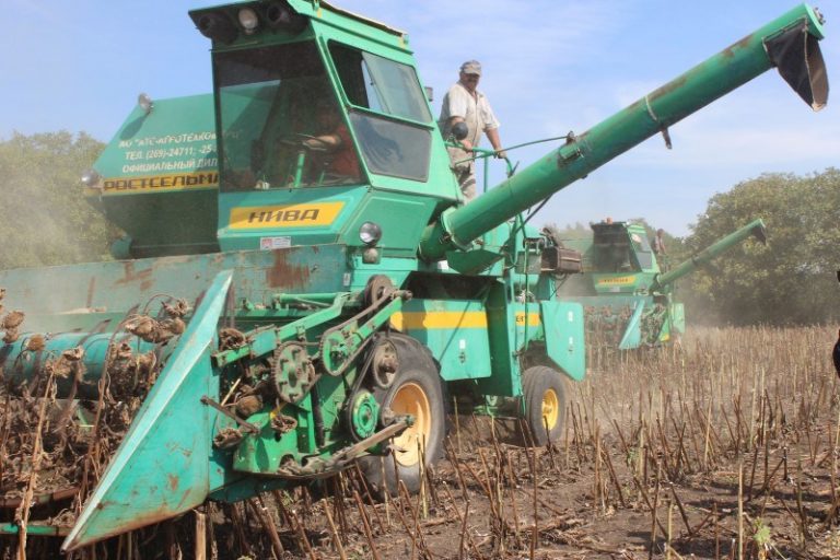 Roadă mai mare de floarea soarelui decât în anul trecut