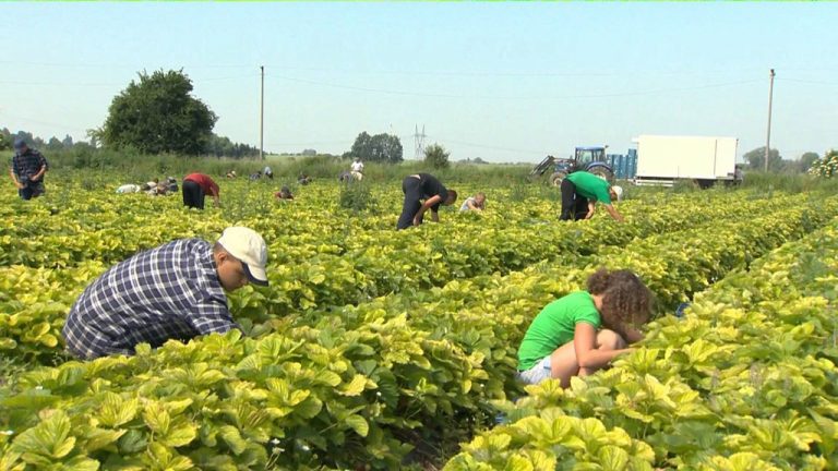 24 milioane de dolari pentru micile întreprinderi agricole. Banii vor fi acordați de IFAD