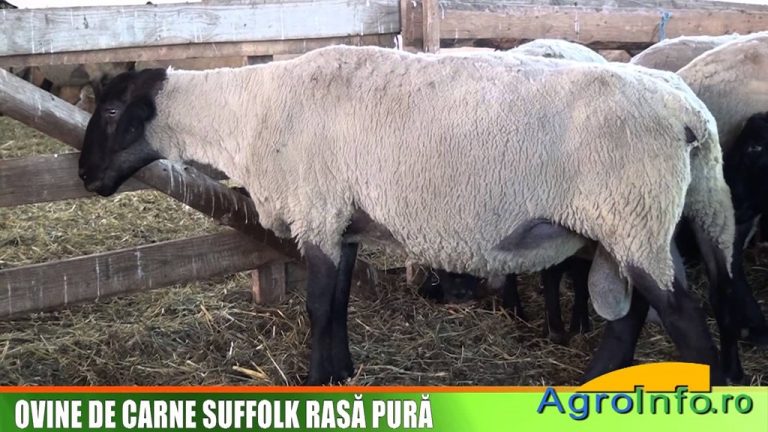 Ovine de carne Suffolk din rasă pură