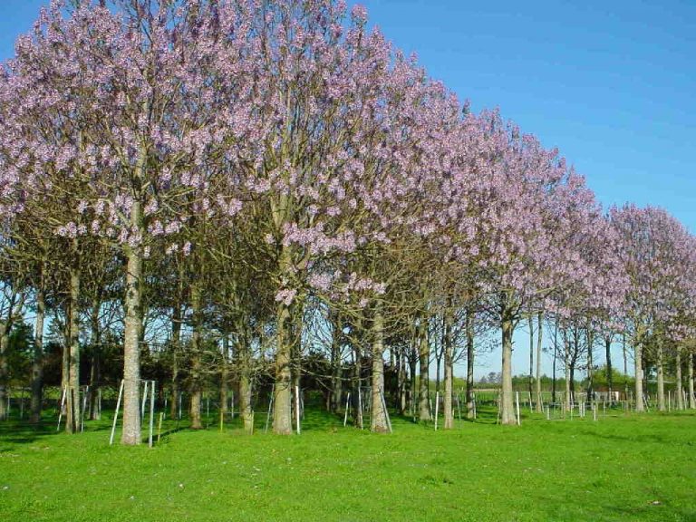 Plantaţie de paulownia la Unţeşti