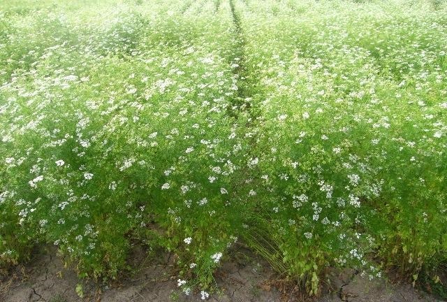 VIDEO. La Drochia se cultivă coriandru – o plantă rar întălnită în Moldova