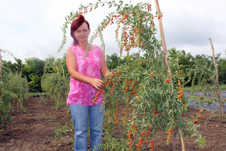 Plantația de goji: afacerea cu care a riscat o tânără din Chirileni