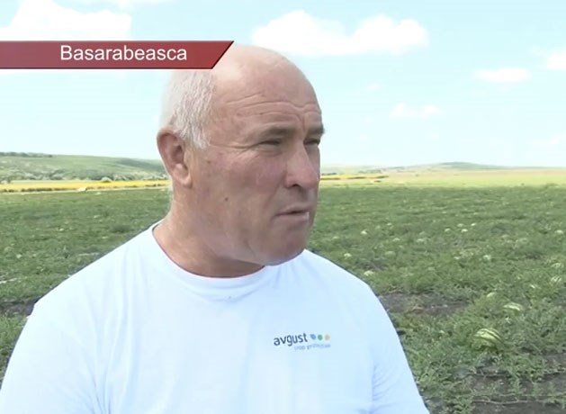 VIDEO. Fermierul din Carabetovca care cultivă harbuji ecologici pe ogoarele sale