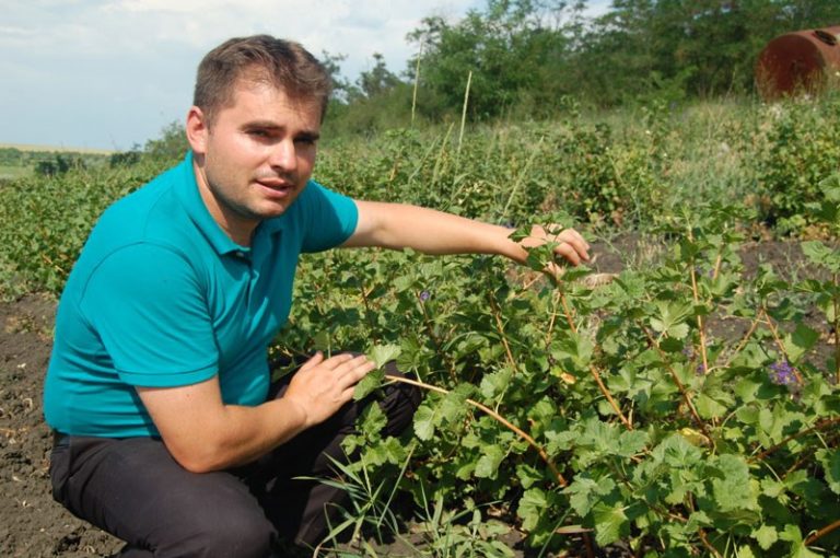 A investit într-o plantație de fructe de pădure și vrea să demonstreze că e o afacere bună