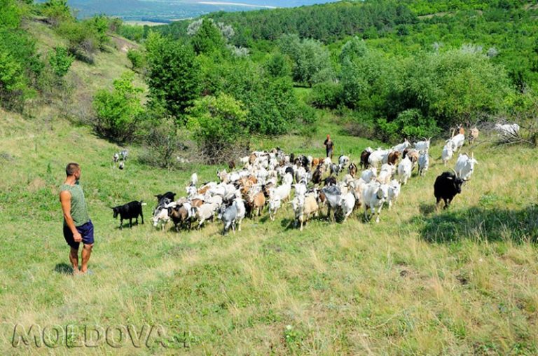 Stâna de capre de la Grigorăuca – o afacere profitabilă pentru un fost student la ASEM