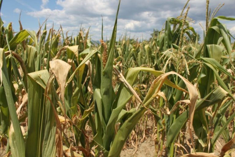 O misiune de experţi va evalua impactul condiţiilor meteo asupra agriculturii