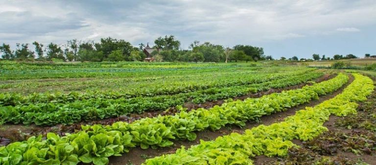 Înscrie-te la cursuri de formare în domeniul agriculturii ecologice care vor avea loc în Italia