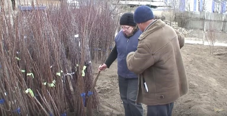 VIDEO. La Căușeni se organizează pe 8 noiembrie primul festival al puieților de pomi fructiferi