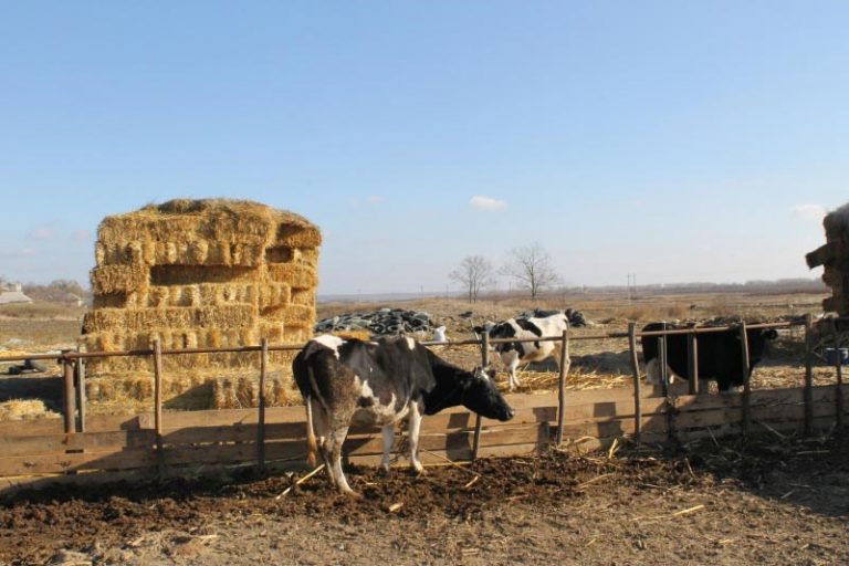 FOTO. În vizită la mini-ferma de vaci a familiei Cazac din Onițcani, Criuleni