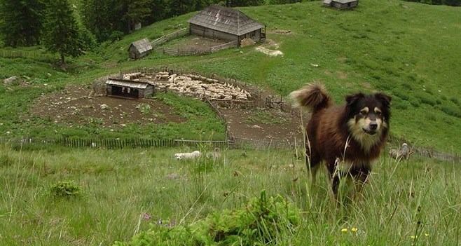 Ciobanii din România, obligați de lege să-și omoare o parte din câinii de la stână