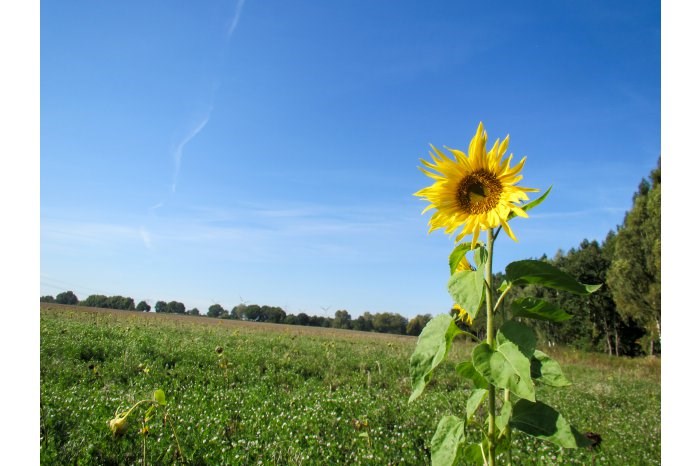 Proprietarii de terenuri agricole care se află după traseul Râbnița-Tiraspol vor primi 8 milioane de lei