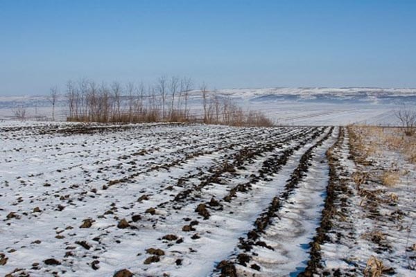 Agricultorii din raionul Ungheni riscă să piardă culturile de toamnă din lipsă de zăpadă