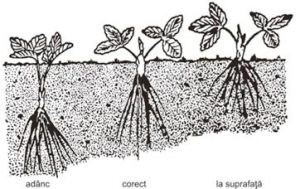 Fig. 4. Plantarea corectă a stolonilor de căpșuni.
