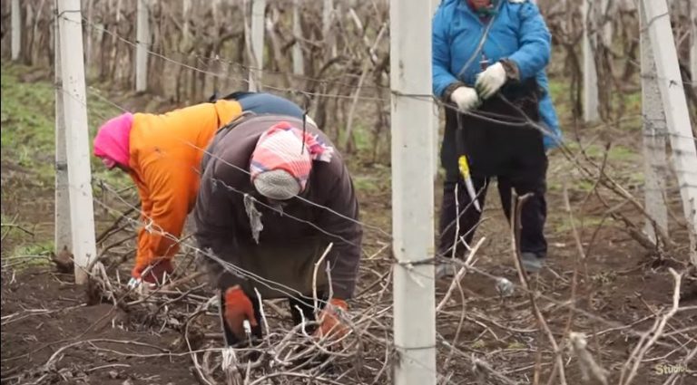 VIDEO. Agricultorii din Căuşeni au asistat la o lecţie practică privind tăierea viţei de vie