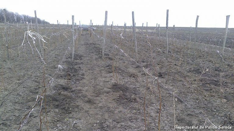 Întâmplare la Soroca: A furat tufele de zmeură din grădina unui consătean și le-a plantat pe lotul său