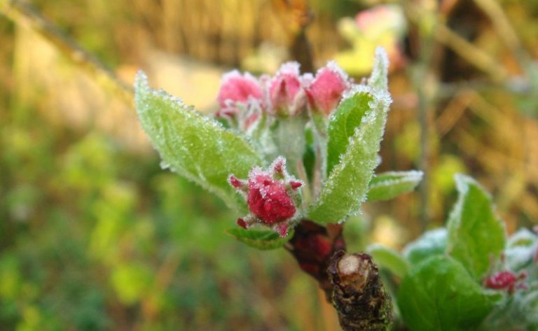 Horticultorii cer de la Guvern câte 10 mii de lei pentru fiecare hectar de livezi afectat de îngheţuri