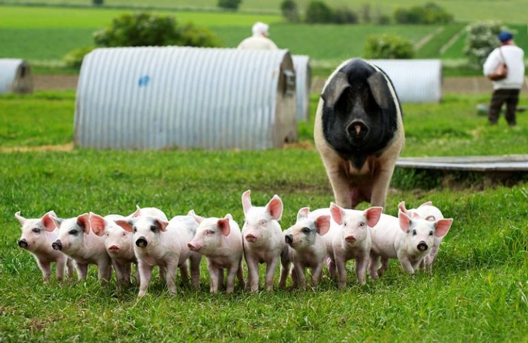 Ferma de porci: Cum gândim un plan de lucru pentru o afacere profitabilă