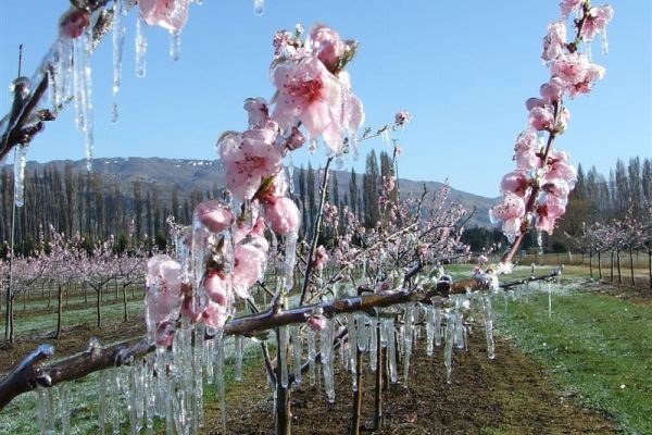 Agricultorii vor să oblige autoritățile să-și onoreze promisiunile față de cei care au suferit din cauza înghețurilor de primăvară