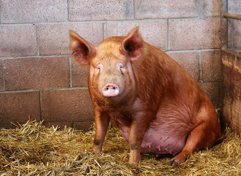 porc de mare - definiție | dexonline