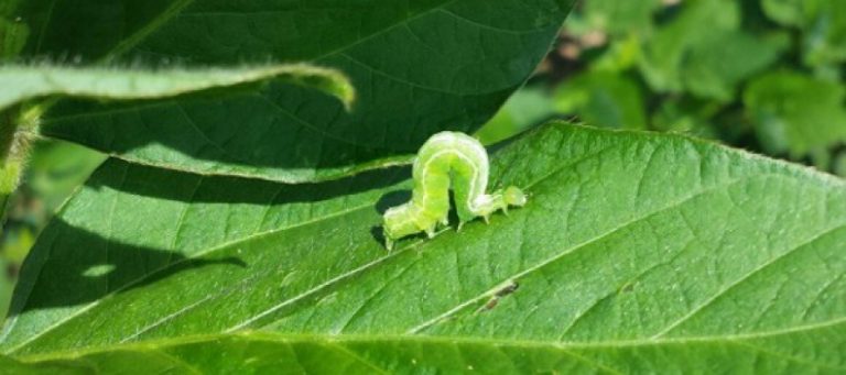 Biscaya – insecticid revoluționar în combaterea dăunătorilor