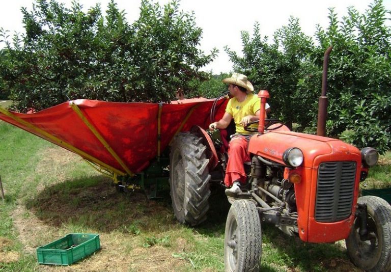 Utilaj pentru recoltarea fructelor cu sâmbure