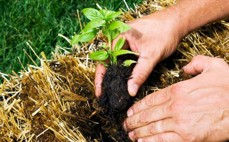 FOTO. Tehnica cultivării legumelor în baloturi de paie. Simplu și eficient