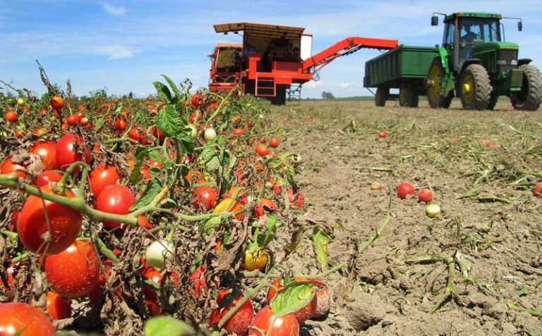 Energie electrică din tomate: experiența SUA