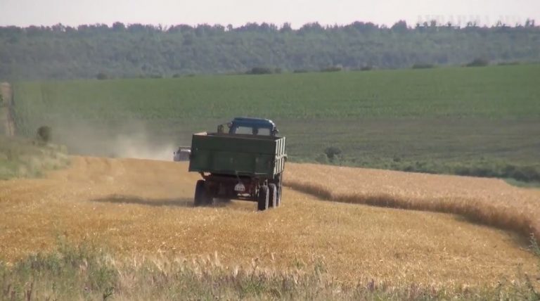 VIDEO. La sudul țării s-a recoltat grâu și orz frumos. Iată cum decurge secerișul la Avdarma