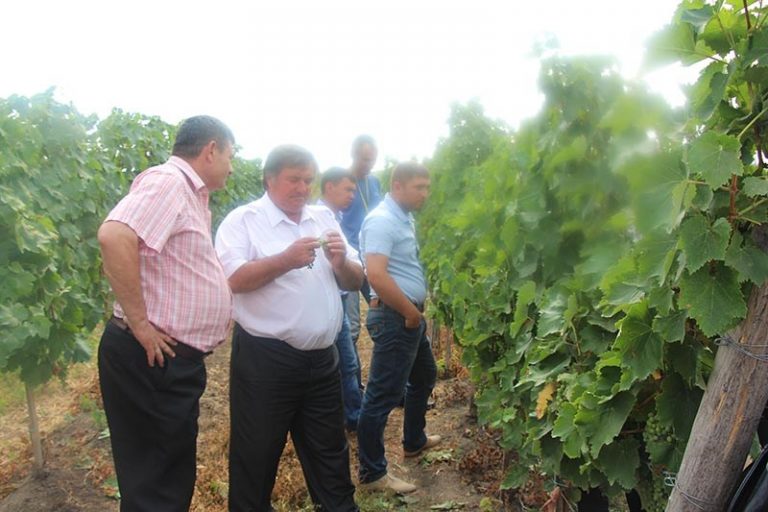 FOTO. În podgoriile de la „Purcari” a fost organizat un seminar pentru specialiştii din domeniul vitivinicol