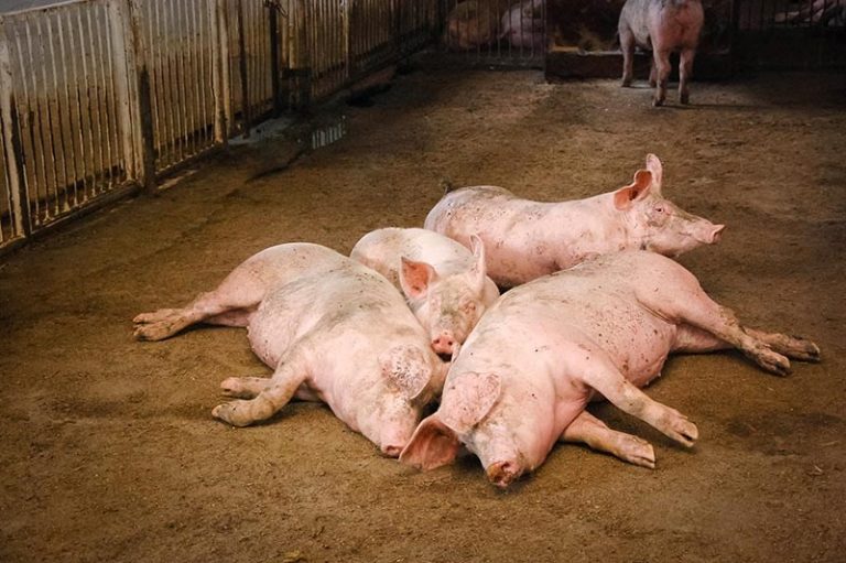 România ar putea interzice importul de carne de porc din Moldova