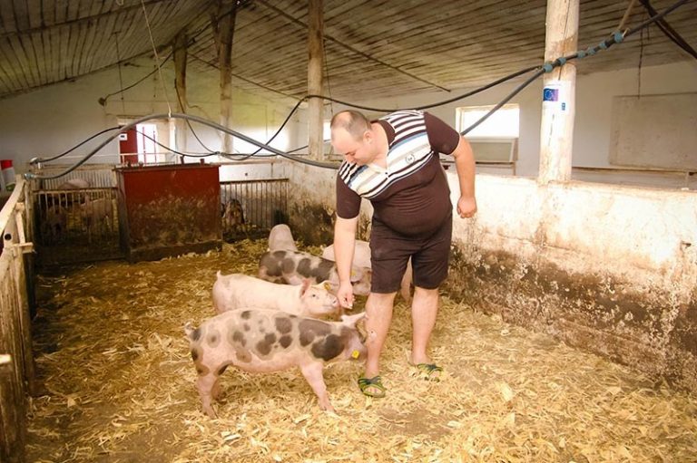 FOTO. Cu ajutorul UE în doar jumătate de an a pus pe picioare o fermă de porci profitabilă