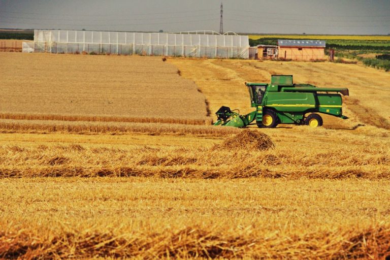 Rusia înregistrează cea mai mare recoltă de cereale şi leguminoase din ultimii 38 de ani