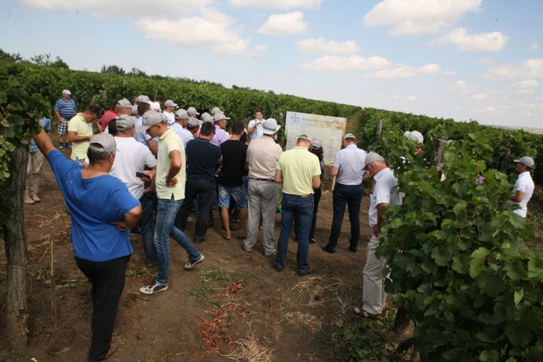 Zeci de viticultori din țară au participat la un seminar Bayer organizat pe moșia „Podgoreni” SRL