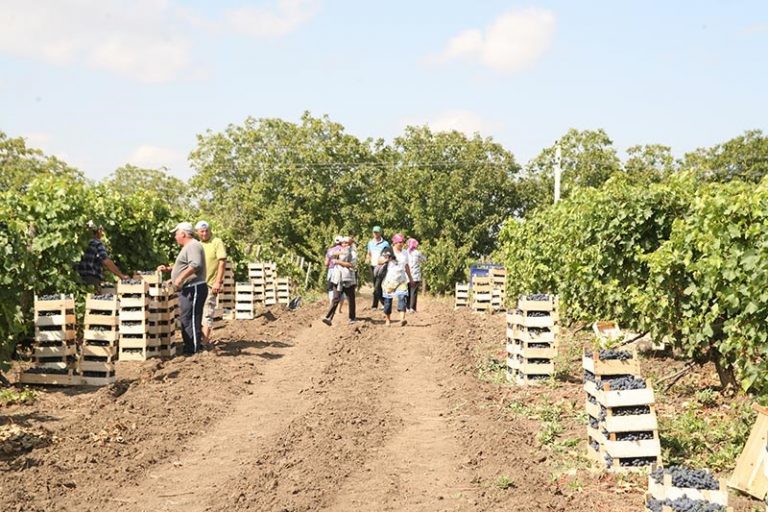 Activitatea muncitorilor din domeniul agriculturii (zilierilor) va fi reglementată de o lege nouă