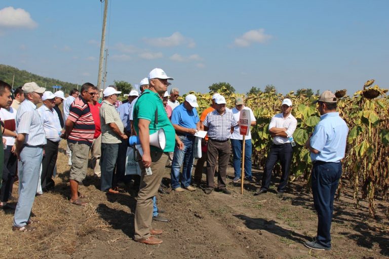 FOTO. Cum arată lotul WeTrade de la Sadaclia cu hibrizi de porumb, floarea-soarelui și sorg