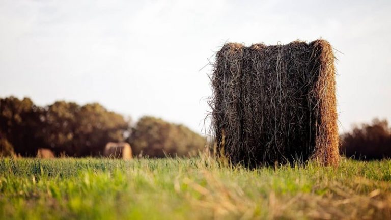 Antreprenor rus: agricultura Moldovei poate face concurenţă oricărei ţări