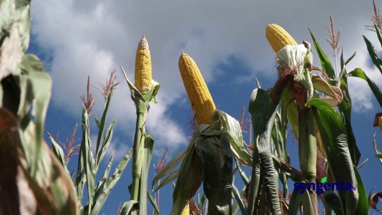 VIDEO. Testimonial Syngenta: Gheorghe Talpă – fermier din Valea Mare, Ungheni