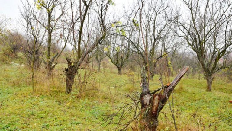 Lipsa unei Poliții Fitosanitare generează pierderi de milioane pentru producătorii agricoli