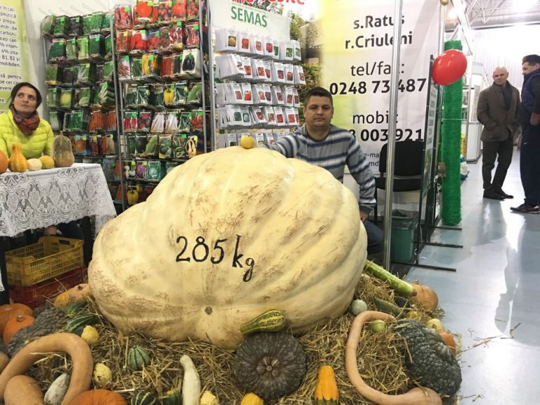 FOTO. La expoziția „Farmer 2016” poate fi văzut unul dintre cei mai mari dovleci din Moldova