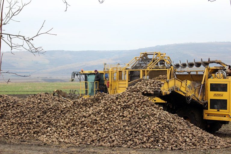 FOTO. Hibrizii de la WeTrade i-au adus gospodăriei Undan-Agro peste 100 de tone de sfeclă de zahăr la hectar