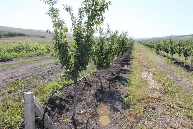 FOTO. Singura livadă din Hâncești cu sistem de irigare prin picurare