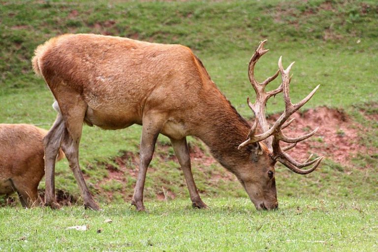 Repopularea fondului forestier cu cerbi nobili